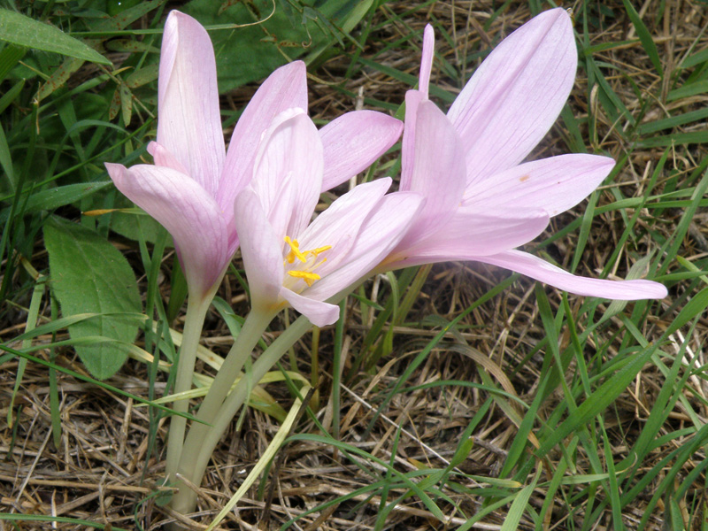 Colchicum longifolium / Colchico provenzale